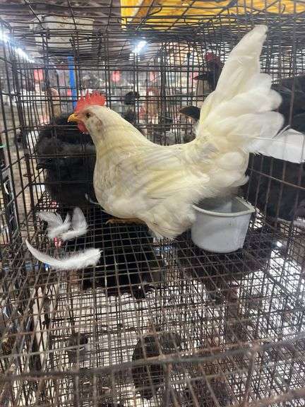 Unsexed Chicken - 4.5 Mos Old