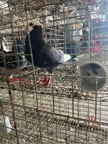 Roller Pigeon
