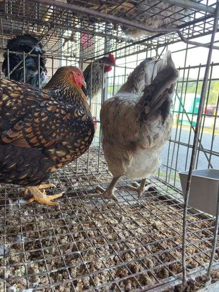 2 Barnyard Mix Hens