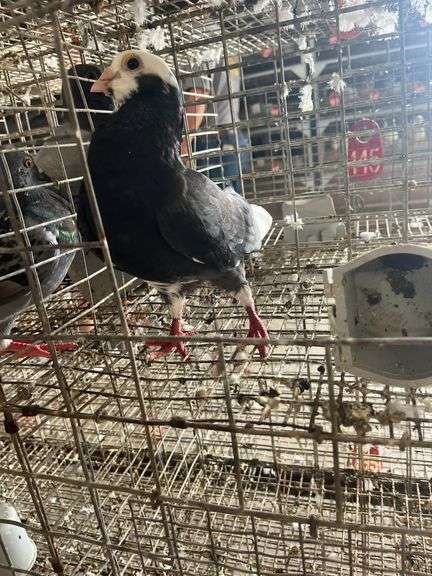 Roller Pigeon