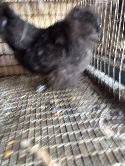 Silkie Rooster