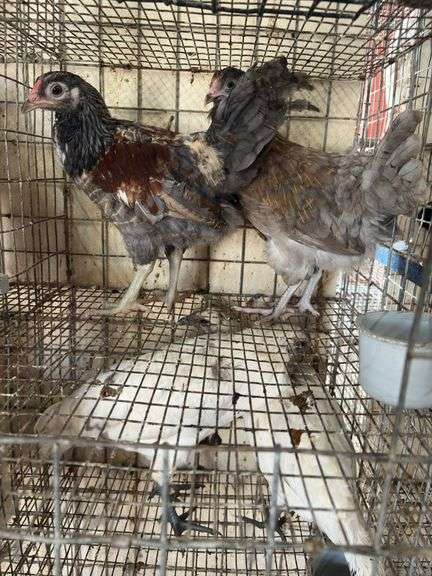 2 Easter Egger Pullets