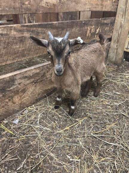 Brown Nigerian Dwarf Billy