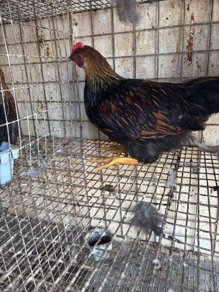 Gold Laced Wyandotte Rooster - 5 Mos Old