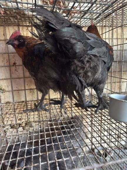 2 Pure Black Sexlink Roosters - 5 Mos Old
