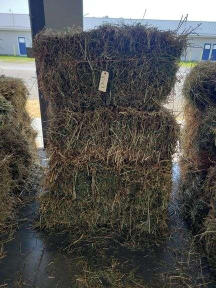 7 1st Alfalfa Orchard Timothy