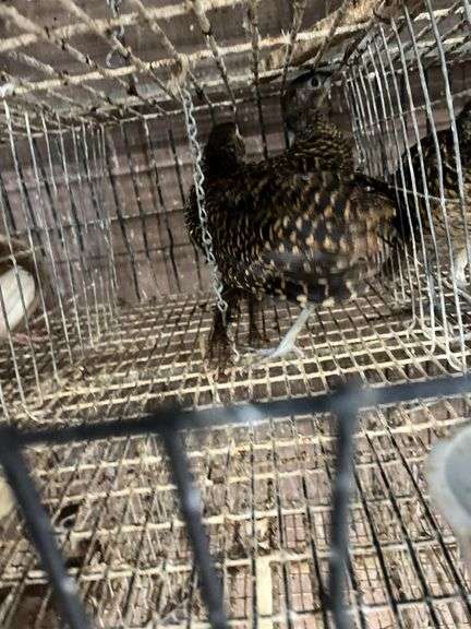 2 Lady Amherst Pheasants