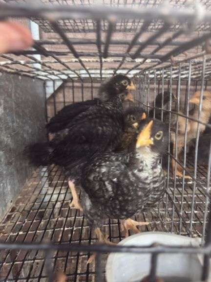 4 Young Roosters