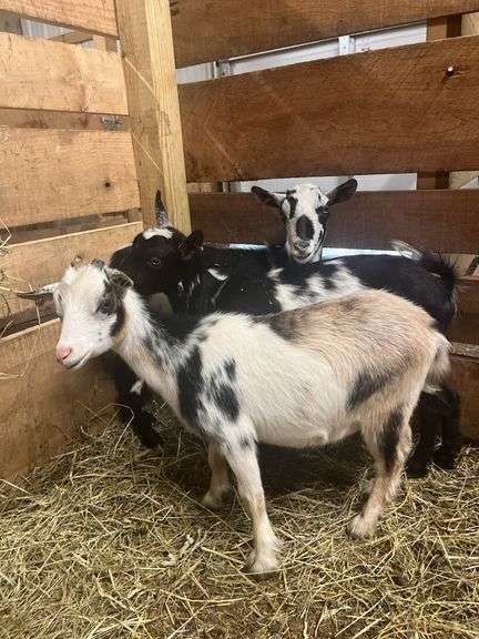 Tri Color Nigerian Dwarf Nanny - Exposed