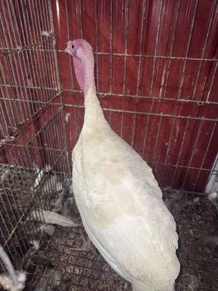 Heritage Tom Turkey - 5 Months Old