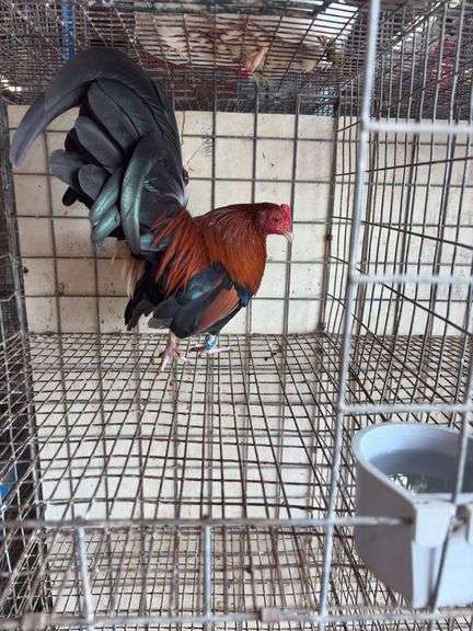 BB Red Banty Rooster