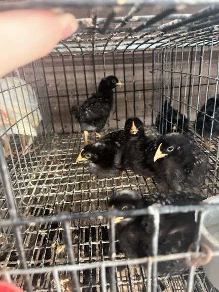5 Rustic Rock Pullets