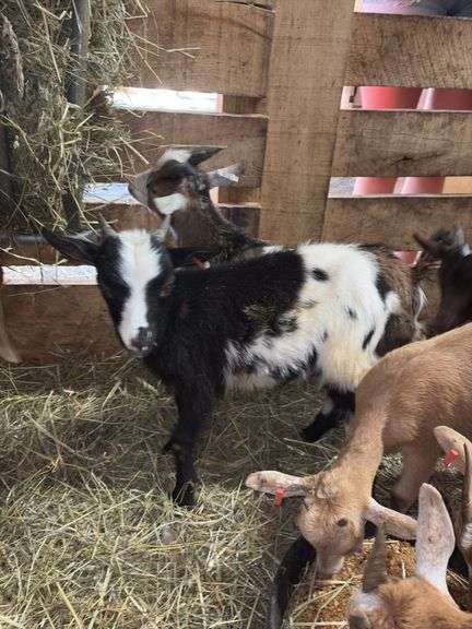 Black & White Spotted Nigerian Dwarf Billy