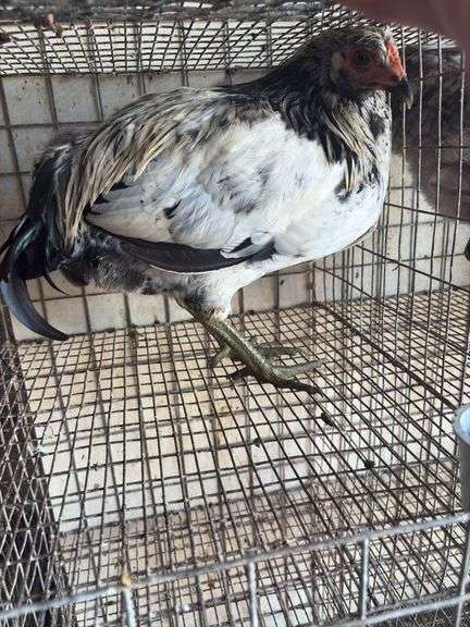 Olive Egger Rooster