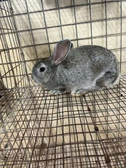 American Chinchilla Buck - 9 Wks Old
