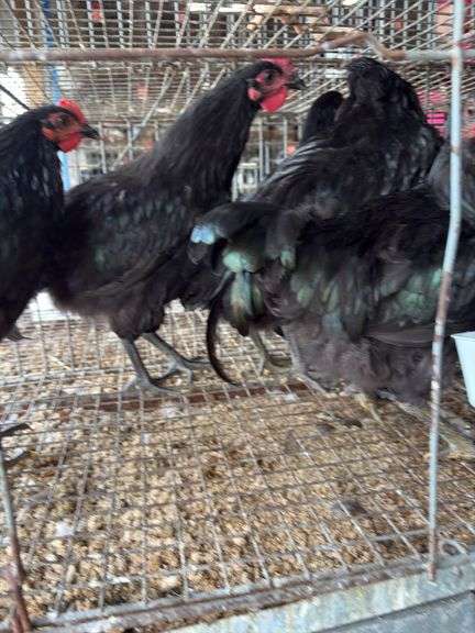 5 Black Australorp Roosters