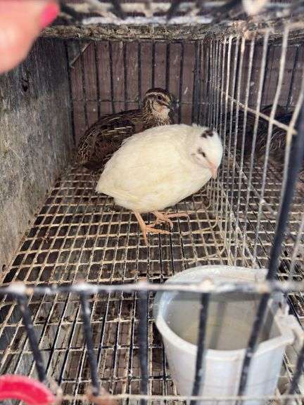 3 Coturnix Quail
