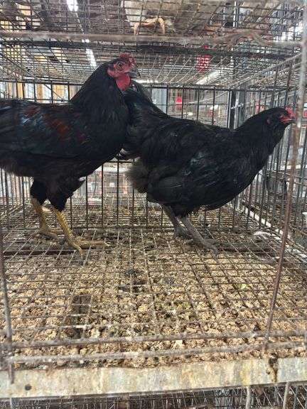 2 Roosters - 1 Black Copper Maran & 1 Ameraucana