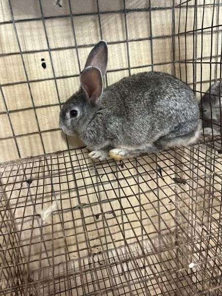 American Chinchilla Buck - 9 Wks Old