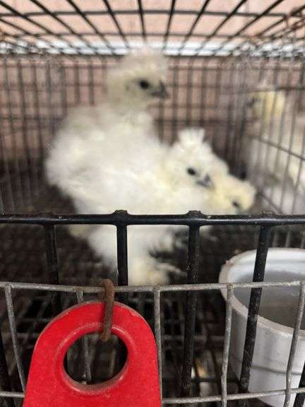 4 Paint & White Bearded Silkie Chicks