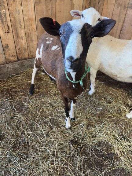 Black & White Khatadin Ewe - 18 Months Old