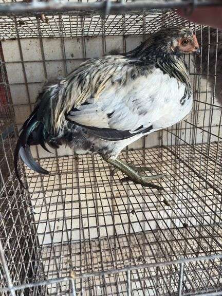 Olive Egger Rooster