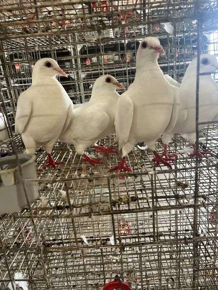 4 Homer Pigeons