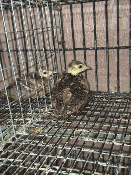 Indian Blue Peachick