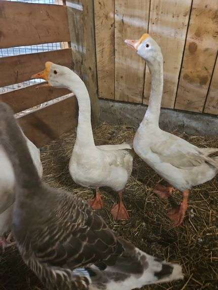 Male Goose