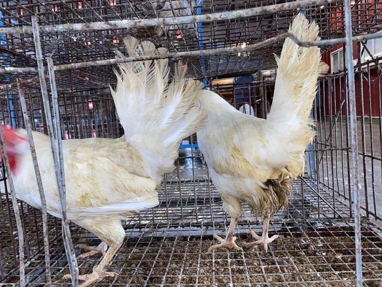 2 White Leghorn Hens