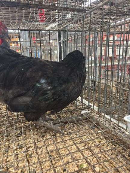 2 Roosters - 1 Black Copper Maran & 1 Ameraucana