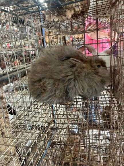 Aguti English Angora Doe