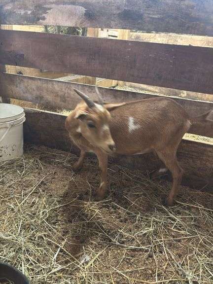Red w/ White Spots Nigerian Dwarf Nanny