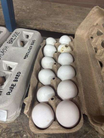 1 Doz Fertile Silkie Eggs - Paint, Gold & Buff