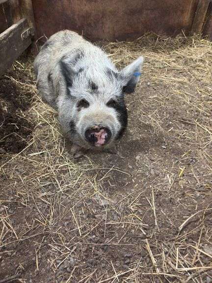 Boar Kune Kune Potbelly Juilanna Cross Pig