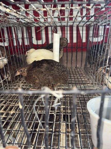 3 Coturnix Quail