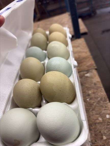2 Doz Brown Eating Eggs