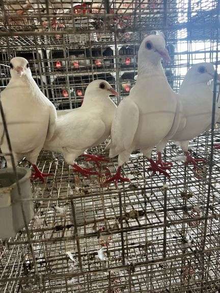 4 Homer Pigeons