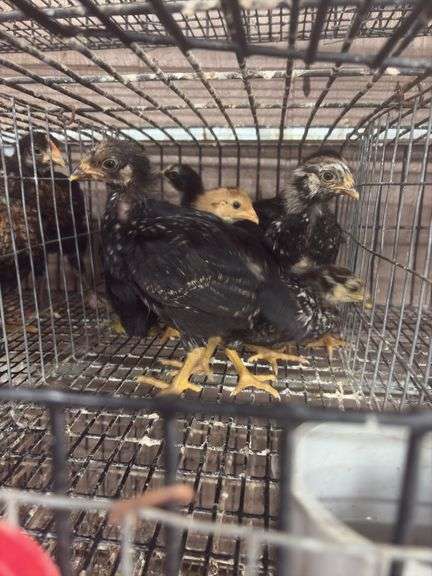 8 Young Pullets