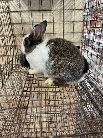 Lionhead Doe w/ 5 Bunnies - Sells As A Family