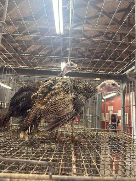 Pair of Royal Palm Trkeys - 12 Wks Old