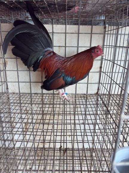 BB Red Banty Rooster