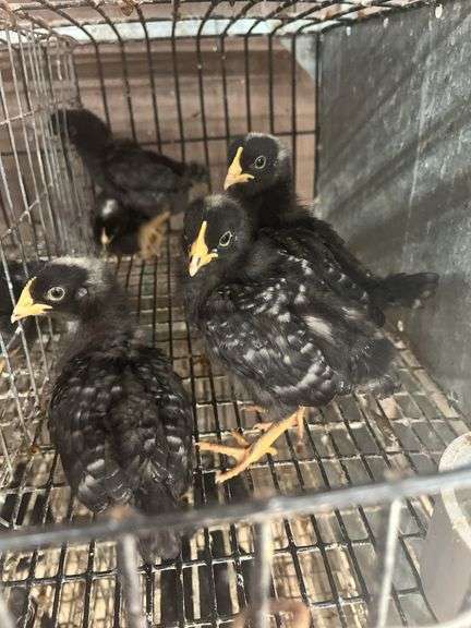 5 Rustic Rock Pullets