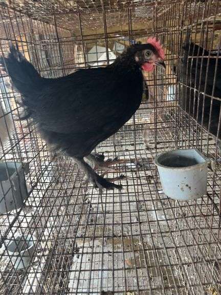 Black Copper Maran Cockerel