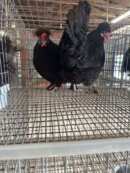 2 Polish Hens