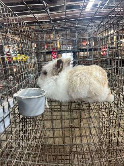 Lionhead Buck Proven 2 Years Old