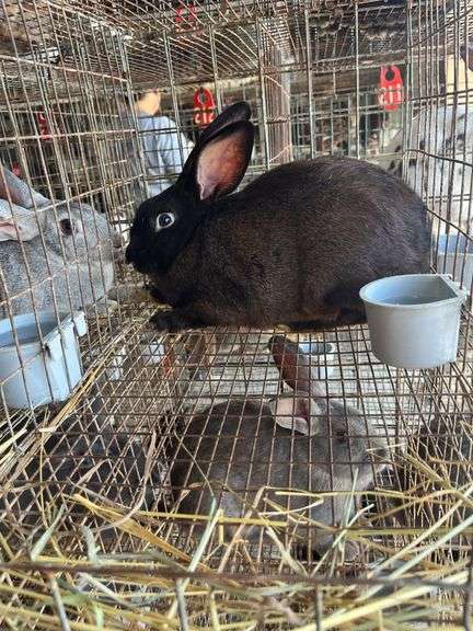 New Zealand Buck