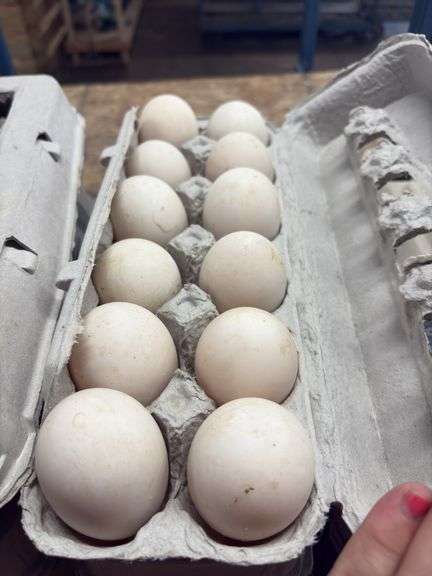 3 Doz Xlarge Duck Eating Eggs