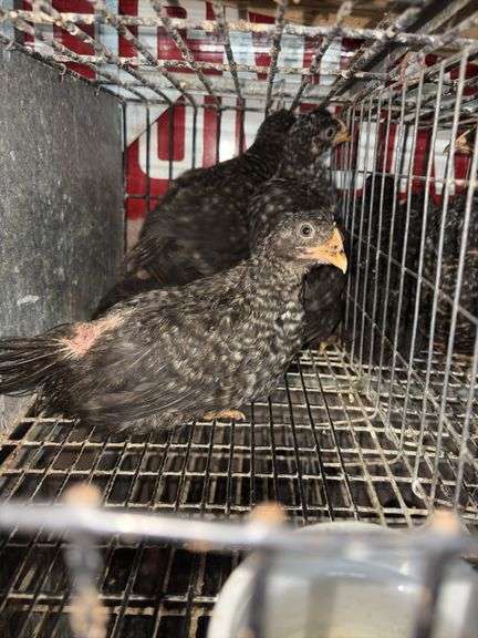 5 Plymouth Barred Rock Hens