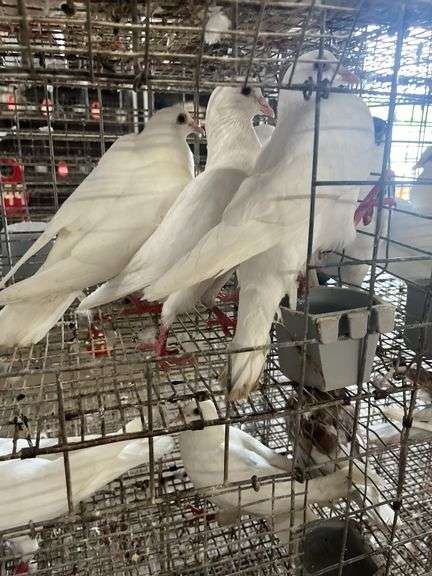 4 Homer Pigeons